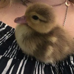 Meet your Posher, Amber